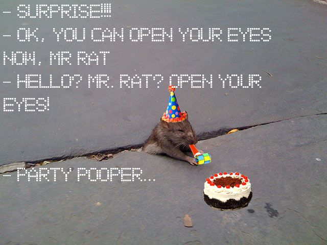 Matte wondered if it was Sad Rat's birthday